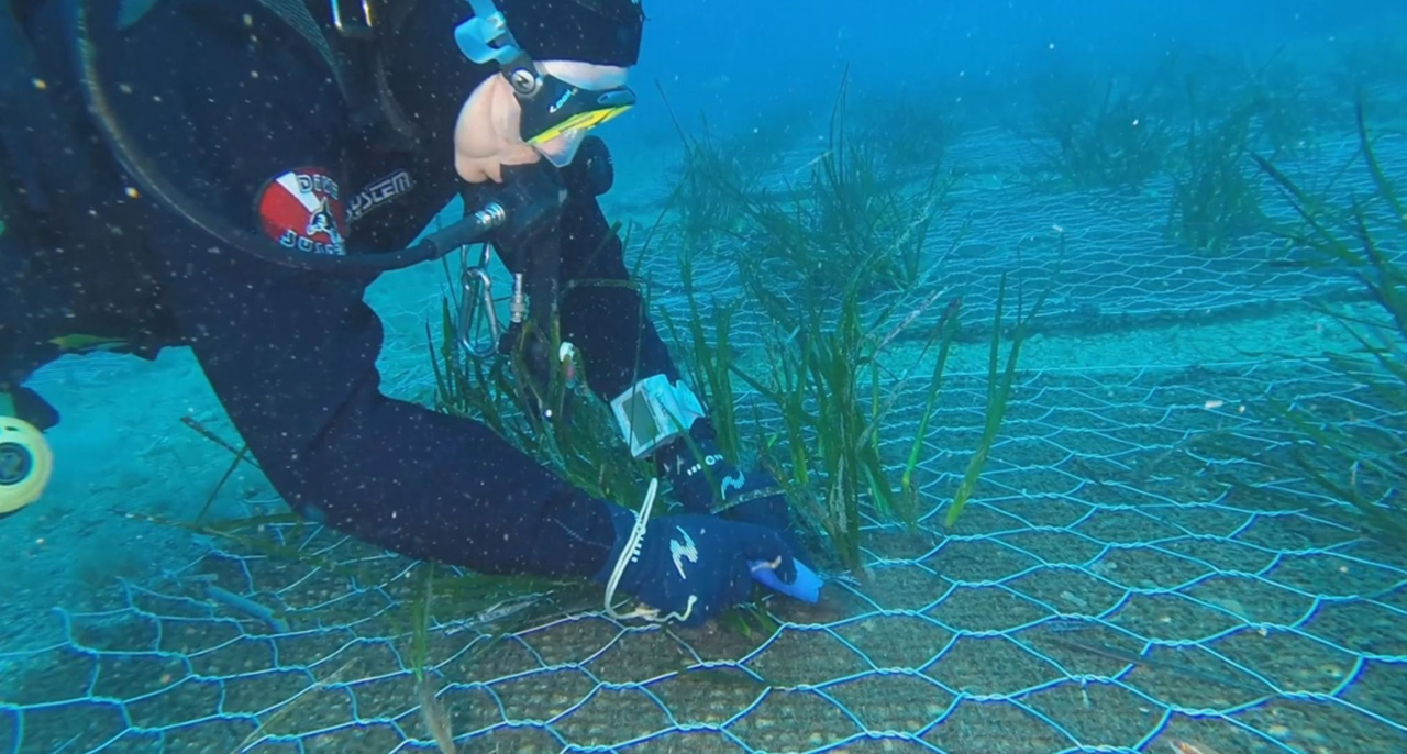 dbmagazine-green-see-project-posidonia-riforestazione